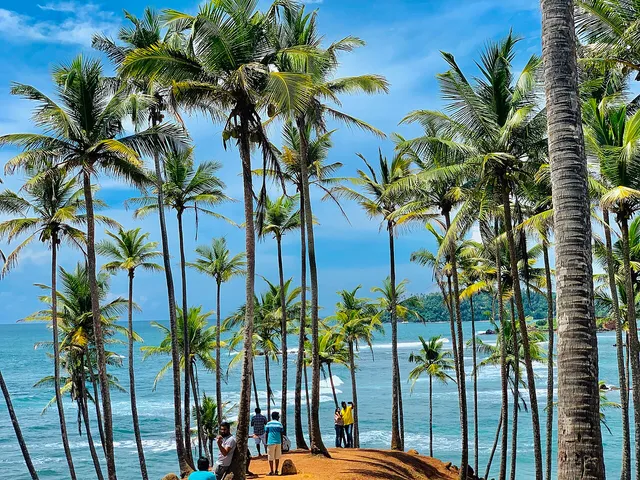 Coconut palms on the red-earth headland above the sea at Mirissa